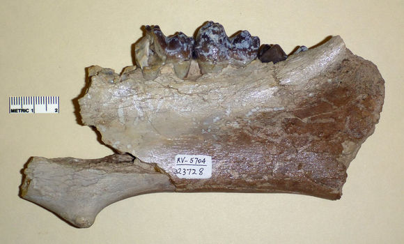 Plancia ëd Archaeotherium