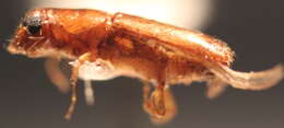 Image of Platypodini