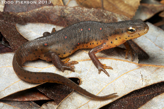 Plancia ëd Notophthalmus viridescens (Rafinesque 1820)