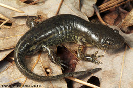 Image of Mole Salamander