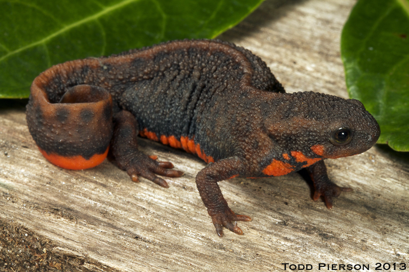 Image of Chuxiong Fire-Bellied Newt