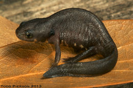 Image of Chuxiong Fire-Bellied Newt