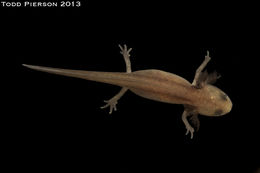 Image of Chuxiong Fire-Bellied Newt