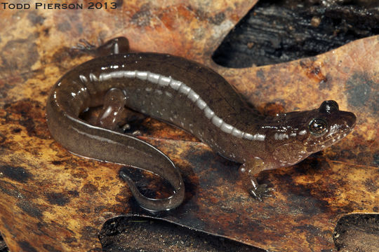 Image of Seal Salamander