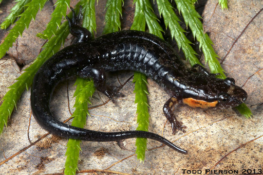 Image of Ocoee Dusky Salamander