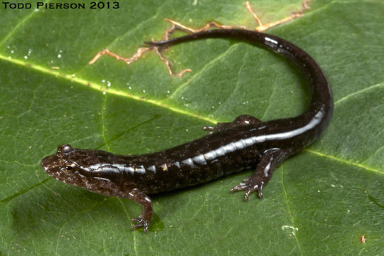 Image of Ocoee Dusky Salamander