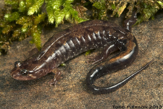 Image of Ocoee Dusky Salamander