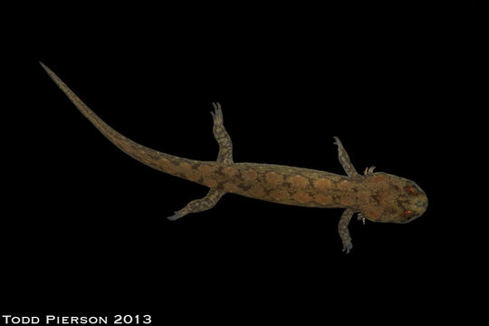 Image of Ocoee Dusky Salamander