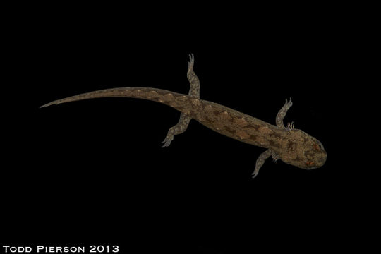 Image of Ocoee Dusky Salamander