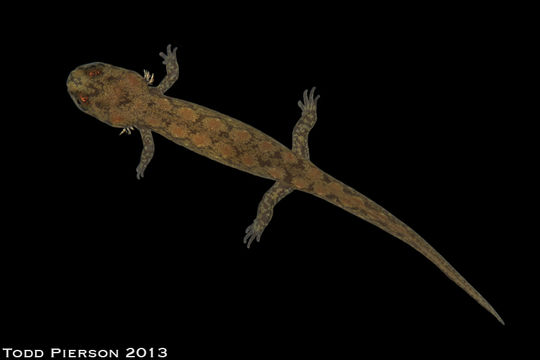 Image of Ocoee Dusky Salamander