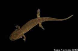 Image of Blackbelly Salamander