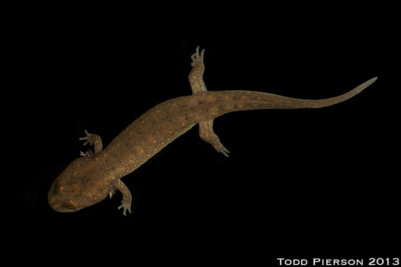 Image of Blackbelly Salamander