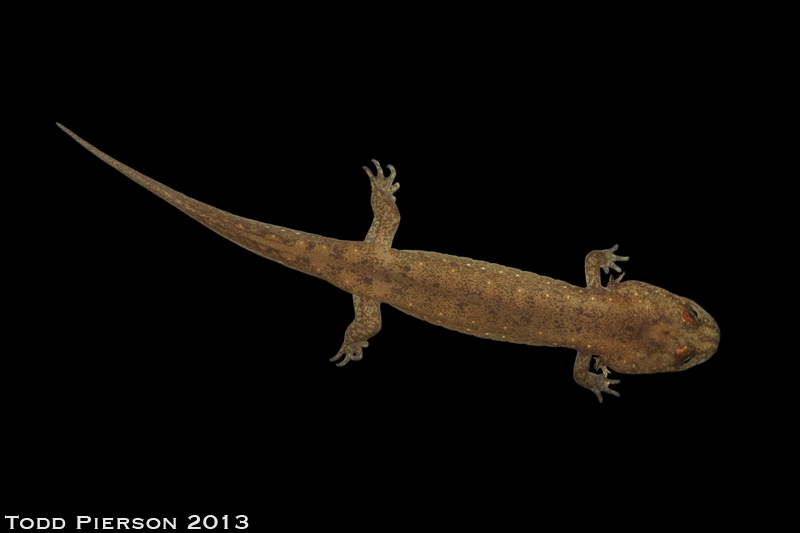 Image of Blackbelly Salamander