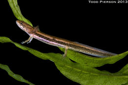 Image of Three-lined Salamander