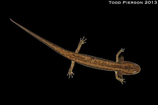 Image of Three-lined Salamander