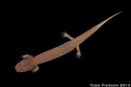 Image of Spring Salamander