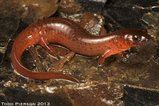 Image of Eastern Mud Salamander