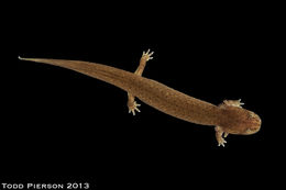 Image of Red Salamander