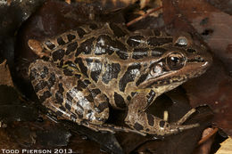 Image of pickerel frog