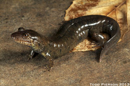 Image of Blackbelly Salamander