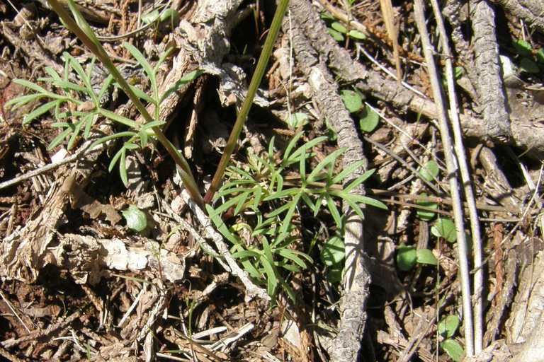 Image of alpine false springparsley