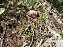 Image of alpine false springparsley