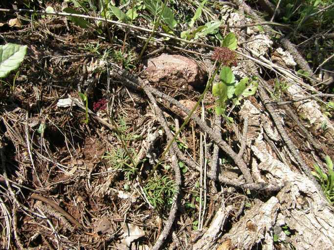 Cymopterus lemmonii (J. M. Coult. & Rose) Dorn resmi