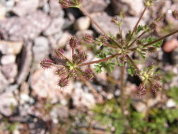 Image of Daucus montanus Humb. & Bonpl. ex Schult.