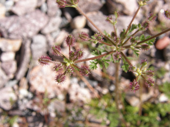 Imagem de Daucus montanus Humb. & Bonpl. ex Schult.