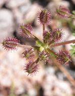 Image of Daucus montanus Humb. & Bonpl. ex Schult.