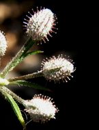 Image of Daucus montanus Humb. & Bonpl. ex Schult.