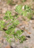 Image of Daucus montanus Humb. & Bonpl. ex Schult.