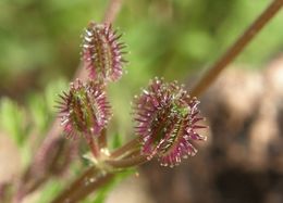 Image of Daucus montanus Humb. & Bonpl. ex Schult.