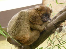Image of greater bamboo lemur