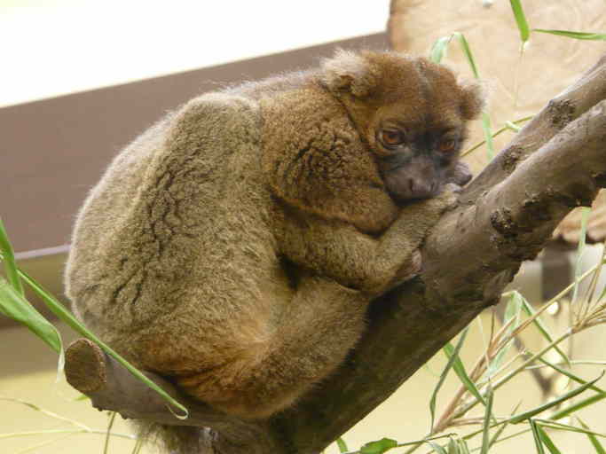 Image of greater bamboo lemur