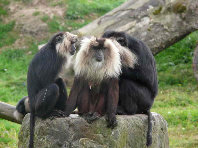 Image of Lion-tailed Macaque