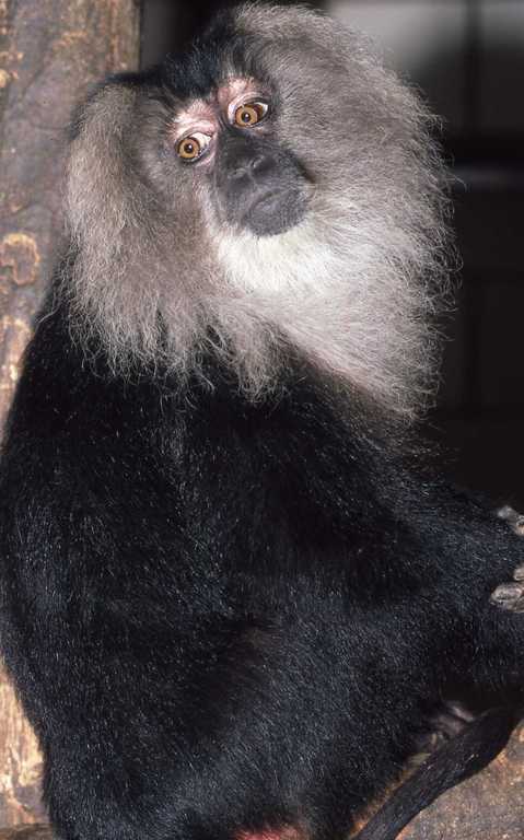 Image of Lion-tailed Macaque