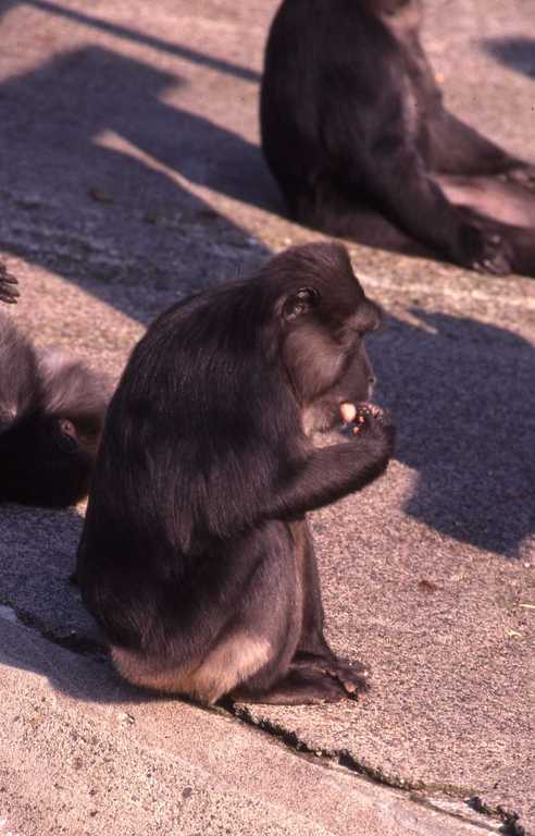 Image of Tonkean Black Macaque