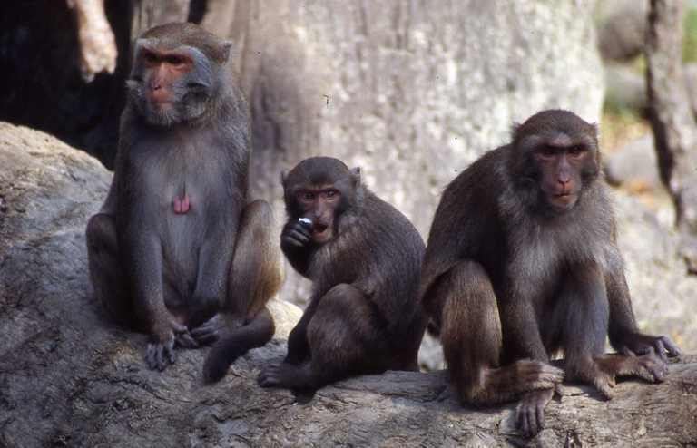 Image of Taiwan macaque