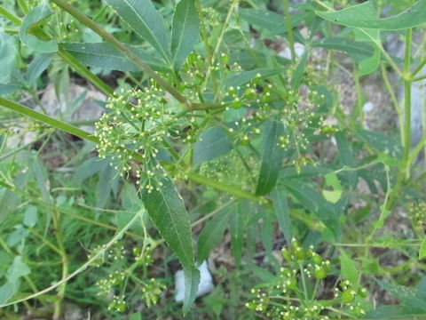 صورة Prionosciadium townsendii Rose