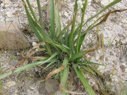 Imagem de Eryngium longifolium Cav.