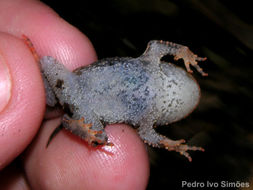 Image of Proceratophrys concavitympanum Giaretta, Bernarde & Kokubum 2000