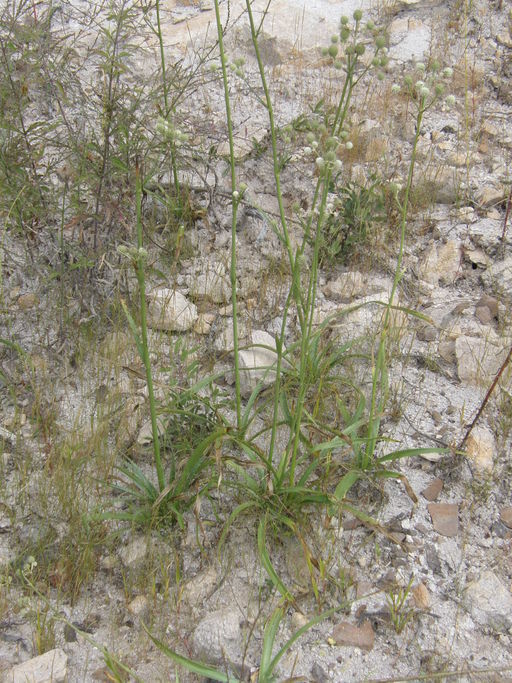 Eryngium longifolium Cav. resmi