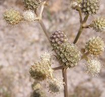 Imagem de Eryngium longifolium Cav.