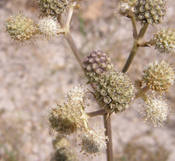 Eryngium longifolium Cav. resmi