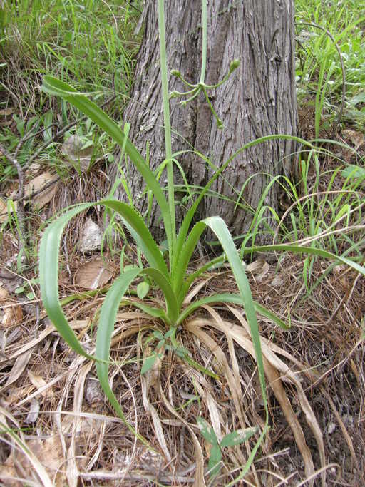 Imagem de Eryngium longifolium Cav.