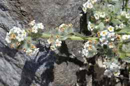 Sivun Cryptantha nubigena (Greene) Payson kuva