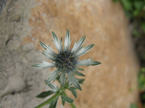 Image of <i>Eryngium lemmoni</i>