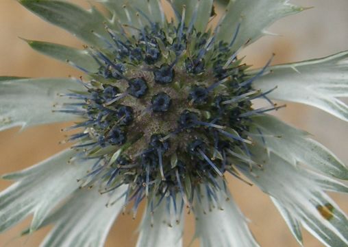 Image of <i>Eryngium lemmoni</i>