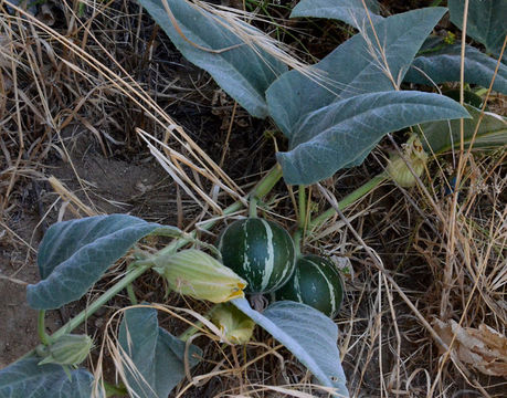 Image of Missouri gourd